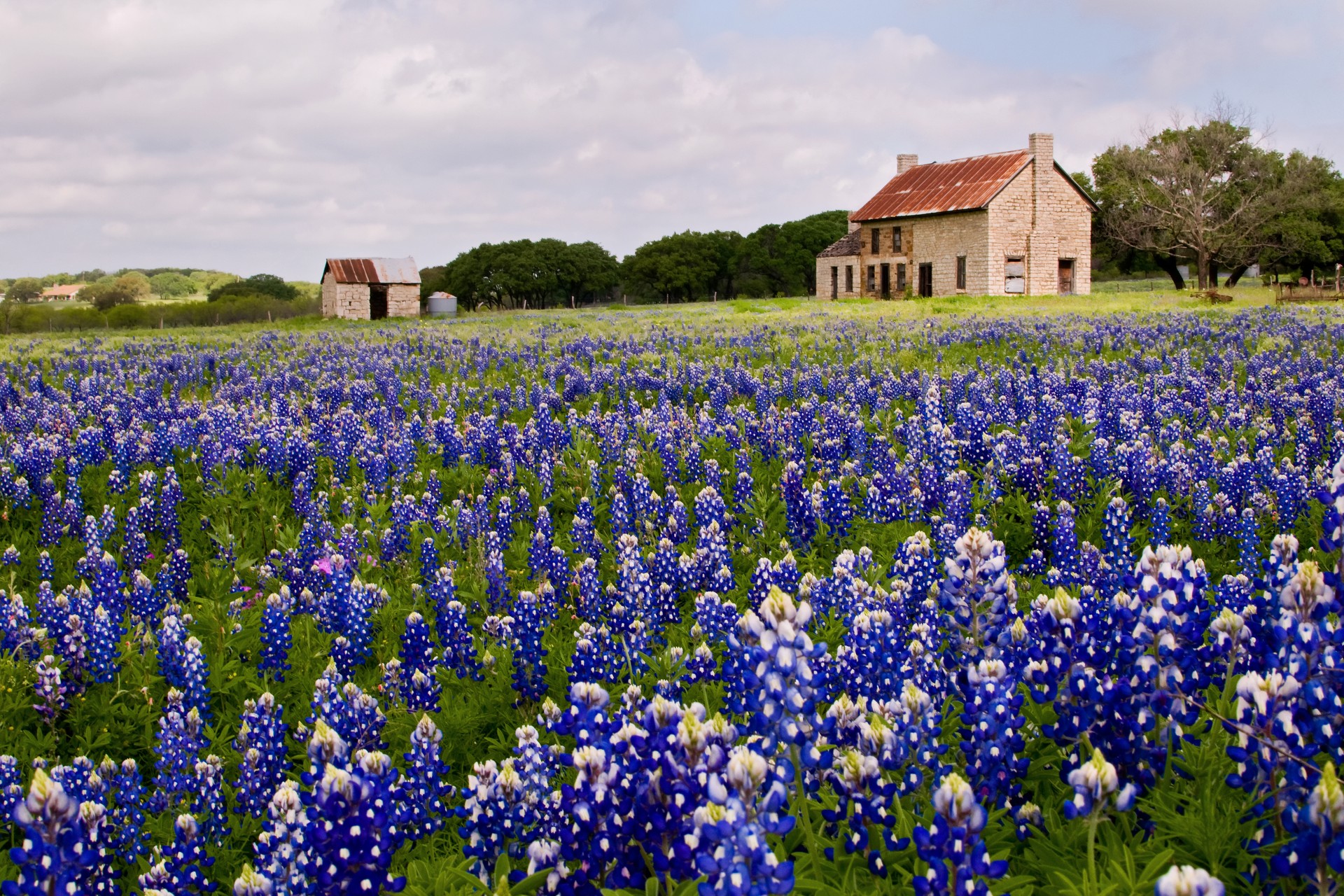 Abandoned Farmhouse in a field of Bluebonnets